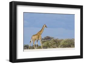 Giraffe in Etosha National Park-Paul Souders-Framed Photographic Print