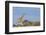 Giraffe in Etosha National Park-Paul Souders-Framed Photographic Print