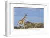 Giraffe in Etosha National Park-Paul Souders-Framed Photographic Print