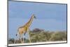 Giraffe in Etosha National Park-Paul Souders-Mounted Photographic Print