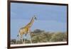 Giraffe in Etosha National Park-Paul Souders-Framed Photographic Print