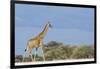 Giraffe in Etosha National Park-Paul Souders-Framed Photographic Print