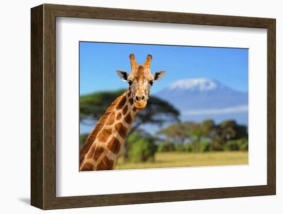 Giraffe in Front of Kilimanjaro Mountain-byrdyak-Framed Photographic Print