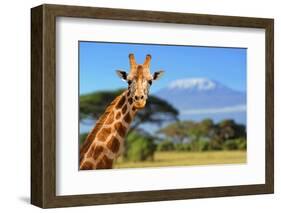 Giraffe in Front of Kilimanjaro Mountain-byrdyak-Framed Photographic Print