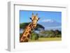 Giraffe in Front of Kilimanjaro Mountain-byrdyak-Framed Photographic Print