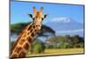 Giraffe in Front of Kilimanjaro Mountain-byrdyak-Mounted Photographic Print