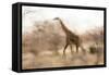 Giraffe in Ruaha National Park, Tanzania-Paul Joynson Hicks-Framed Stretched Canvas