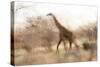 Giraffe in Ruaha National Park, Tanzania-Paul Joynson Hicks-Stretched Canvas