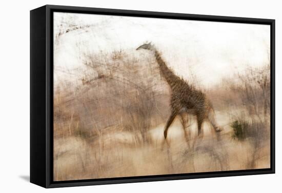 Giraffe in Ruaha National Park, Tanzania-Paul Joynson Hicks-Framed Stretched Canvas