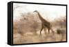 Giraffe in Ruaha National Park, Tanzania-Paul Joynson Hicks-Framed Stretched Canvas
