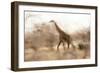 Giraffe in Ruaha National Park, Tanzania-Paul Joynson Hicks-Framed Photographic Print