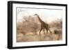 Giraffe in Ruaha National Park, Tanzania-Paul Joynson Hicks-Framed Photographic Print