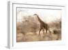 Giraffe in Ruaha National Park, Tanzania-Paul Joynson Hicks-Framed Photographic Print