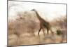 Giraffe in Ruaha National Park, Tanzania-Paul Joynson Hicks-Mounted Photographic Print