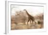Giraffe in Ruaha National Park, Tanzania-Paul Joynson Hicks-Framed Photographic Print