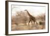 Giraffe in Ruaha National Park, Tanzania-Paul Joynson Hicks-Framed Photographic Print