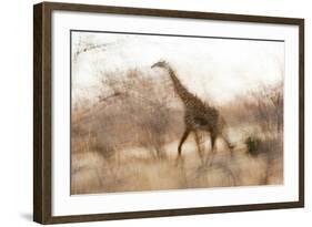 Giraffe in Ruaha National Park, Tanzania-Paul Joynson Hicks-Framed Photographic Print