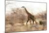 Giraffe in Ruaha National Park, Tanzania-Paul Joynson Hicks-Mounted Photographic Print