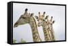 Giraffe in Savuti Marsh-Paul Souders-Framed Stretched Canvas