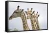 Giraffe in Savuti Marsh-Paul Souders-Framed Stretched Canvas