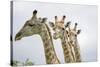Giraffe in Savuti Marsh-Paul Souders-Stretched Canvas