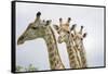 Giraffe in Savuti Marsh-Paul Souders-Framed Stretched Canvas