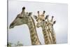Giraffe in Savuti Marsh-Paul Souders-Stretched Canvas