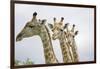 Giraffe in Savuti Marsh-Paul Souders-Framed Photographic Print