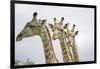 Giraffe in Savuti Marsh-Paul Souders-Framed Photographic Print