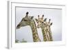 Giraffe in Savuti Marsh-Paul Souders-Framed Photographic Print