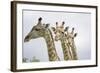 Giraffe in Savuti Marsh-Paul Souders-Framed Photographic Print