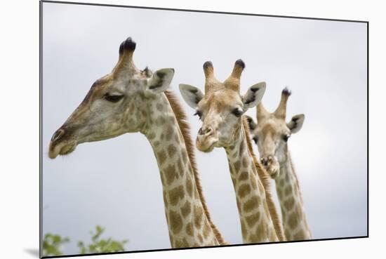 Giraffe in Savuti Marsh-Paul Souders-Mounted Photographic Print