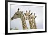 Giraffe in Savuti Marsh-Paul Souders-Framed Photographic Print