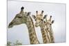 Giraffe in Savuti Marsh-Paul Souders-Mounted Photographic Print