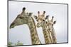 Giraffe in Savuti Marsh-Paul Souders-Mounted Photographic Print
