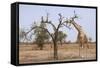 Giraffe in the Park of Koure, 60 Km East of Niamey, Niger-Godong-Framed Stretched Canvas