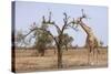 Giraffe in the Park of Koure, 60 Km East of Niamey, Niger-Godong-Stretched Canvas
