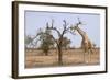 Giraffe in the Park of Koure, 60 Km East of Niamey, Niger-Godong-Framed Photographic Print