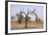 Giraffe in the Park of Koure, 60 Km East of Niamey, Niger-Godong-Framed Photographic Print