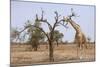 Giraffe in the Park of Koure, 60 Km East of Niamey, Niger-Godong-Mounted Photographic Print