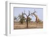 Giraffe in the Park of Koure, 60 Km East of Niamey, Niger-Godong-Framed Photographic Print