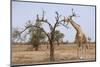 Giraffe in the Park of Koure, 60 Km East of Niamey, Niger-Godong-Mounted Photographic Print