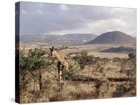 Giraffe, Kenya, East Africa, Africa-James Gritz-Stretched Canvas