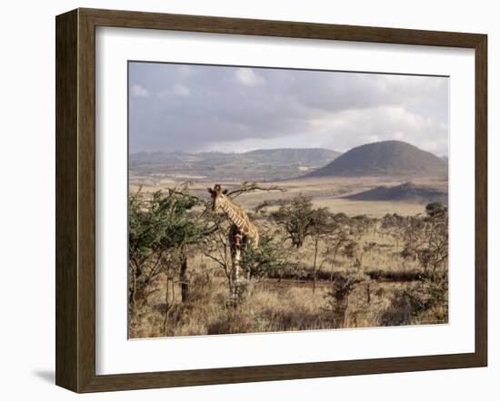 Giraffe, Kenya, East Africa, Africa-James Gritz-Framed Photographic Print