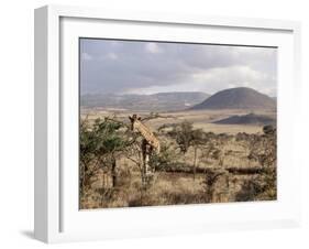 Giraffe, Kenya, East Africa, Africa-James Gritz-Framed Photographic Print