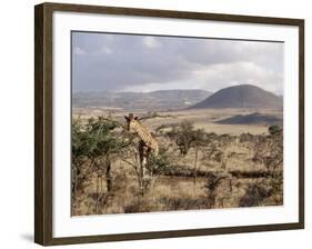 Giraffe, Kenya, East Africa, Africa-James Gritz-Framed Photographic Print