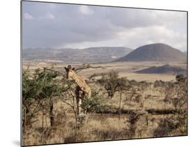 Giraffe, Kenya, East Africa, Africa-James Gritz-Mounted Photographic Print