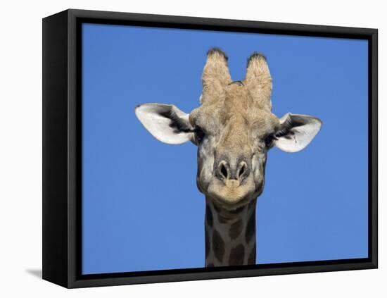 Giraffe, Kgalagadi Transfrontier Park, Northern Cape, South Africa, Africa-Toon Ann & Steve-Framed Stretched Canvas