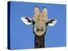 Giraffe, Kgalagadi Transfrontier Park, Northern Cape, South Africa, Africa-Toon Ann & Steve-Stretched Canvas