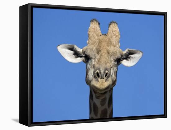Giraffe, Kgalagadi Transfrontier Park, Northern Cape, South Africa, Africa-Toon Ann & Steve-Framed Stretched Canvas